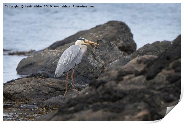 Heron fishing on beach Print by Kevin White