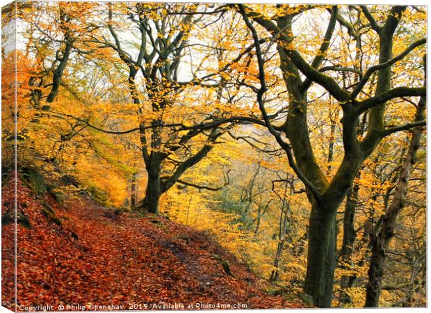 late autumn beech forest colden valley Canvas Print by Philip Openshaw