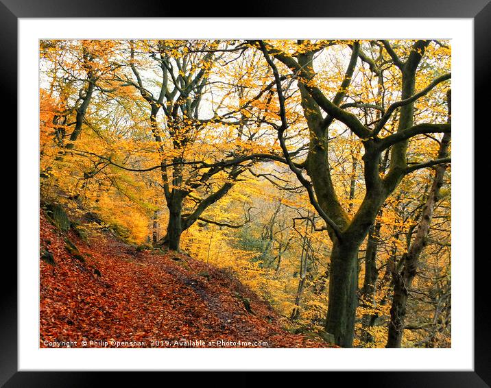 late autumn beech forest colden valley Framed Mounted Print by Philip Openshaw