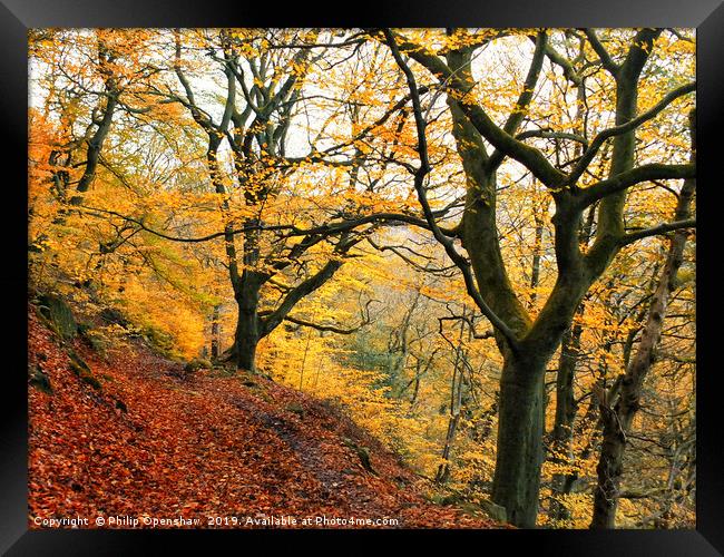 late autumn beech forest colden valley Framed Print by Philip Openshaw