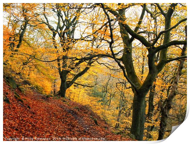 late autumn beech forest colden valley Print by Philip Openshaw
