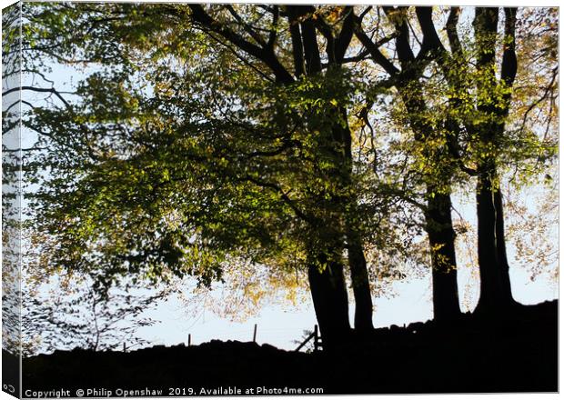 evening beech trees Canvas Print by Philip Openshaw