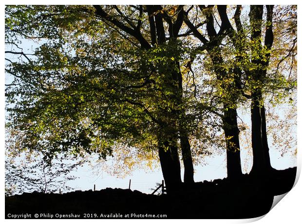 evening beech trees Print by Philip Openshaw