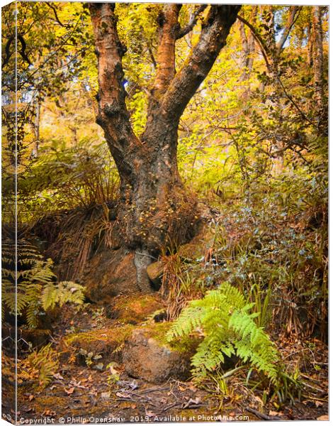 ancient forest tree and fern Canvas Print by Philip Openshaw