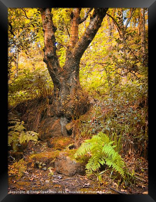 ancient forest tree and fern Framed Print by Philip Openshaw