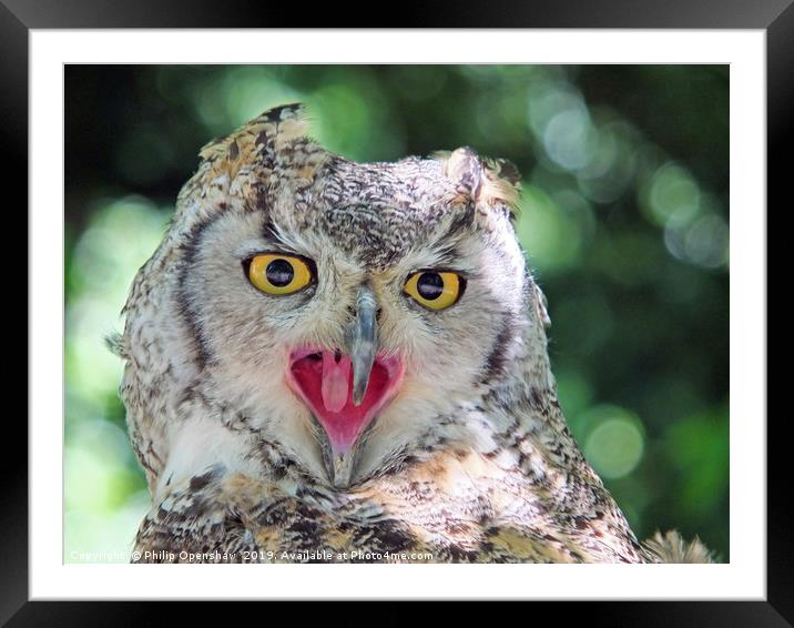 vocal - long eared owl Framed Mounted Print by Philip Openshaw