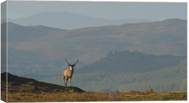 Royal Stag in the Highlands Canvas Print by Macrae Images