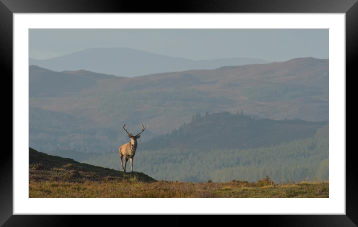 Royal Stag in the Highlands Framed Mounted Print by Macrae Images