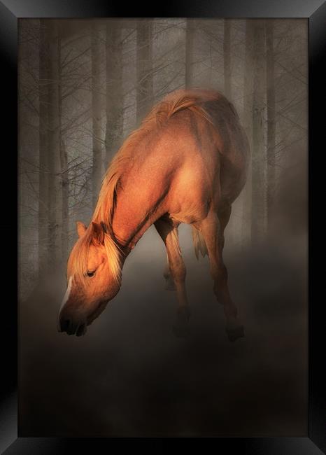 Horse in the mist Framed Print by Leighton Collins