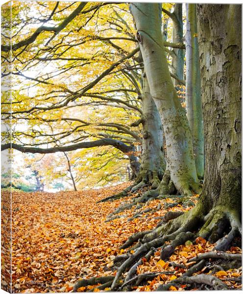 Autumn trees Canvas Print by Graham Custance