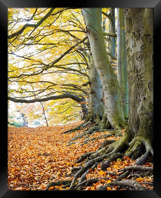 Autumn trees Framed Print by Graham Custance