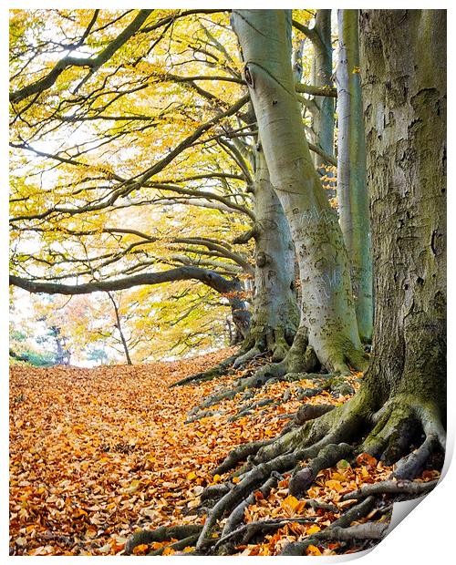Autumn trees Print by Graham Custance