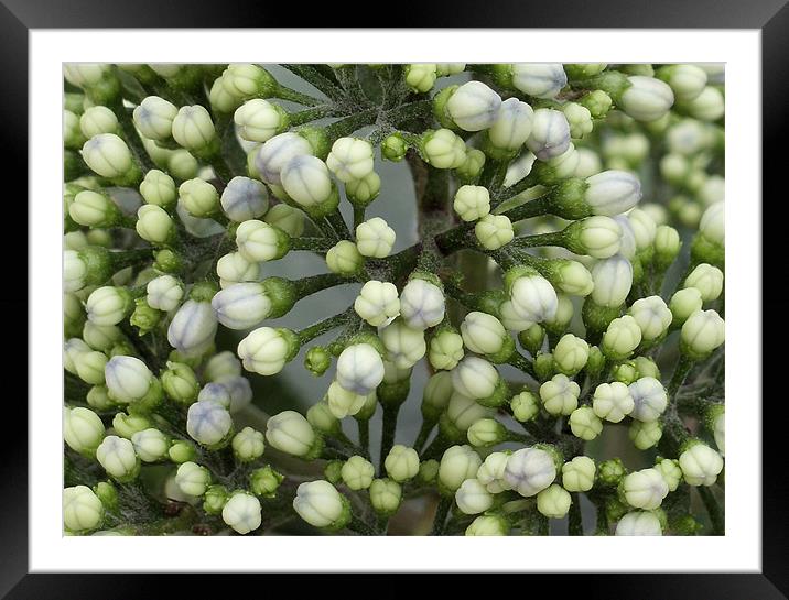 Flower Buds Framed Mounted Print by Nicola Hawkes