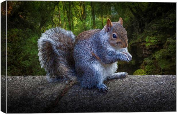 Eastern grey or gray squirrel Canvas Print by Leighton Collins