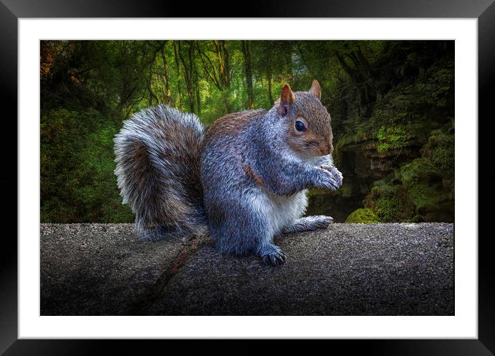 Eastern grey or gray squirrel Framed Mounted Print by Leighton Collins