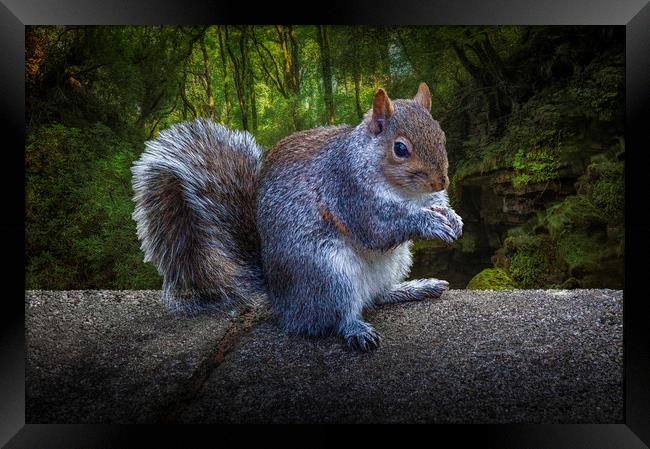 Eastern grey or gray squirrel Framed Print by Leighton Collins
