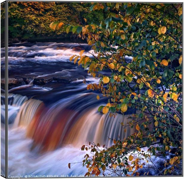 "Autumn tree at Richmond waterfall" Canvas Print by ROS RIDLEY