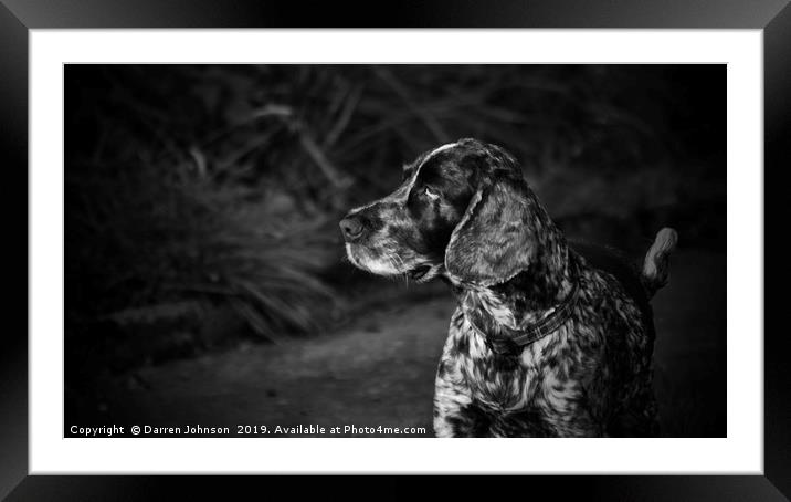 A Dog Intrigued  Framed Mounted Print by Darren Johnson