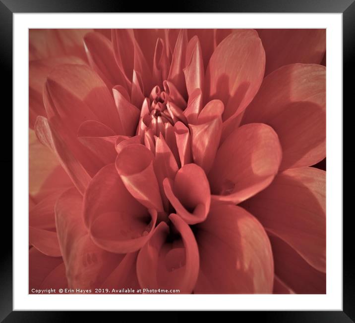 Downtown Dahlia Framed Mounted Print by Erin Hayes
