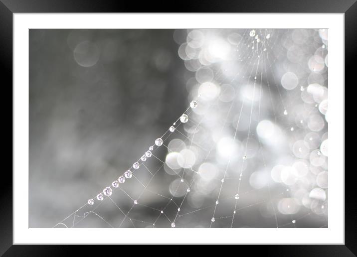  Spiders webs  Framed Mounted Print by zoe knight