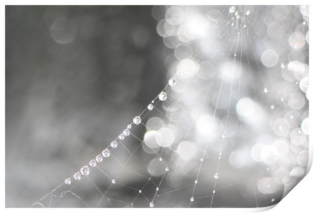  Spiders webs  Print by zoe knight