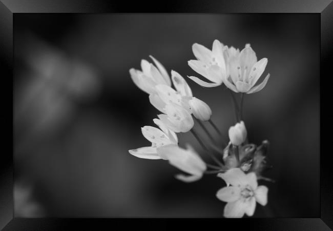 black and white photo of Hedgerow plant, pale pink Framed Print by zoe knight