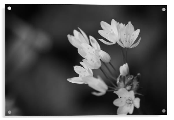 black and white photo of Hedgerow plant, pale pink Acrylic by zoe knight