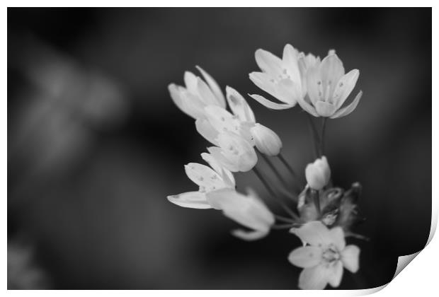 black and white photo of Hedgerow plant, pale pink Print by zoe knight
