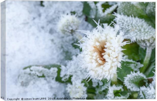 Daisy flower covered in winter ice Canvas Print by Simon Bratt LRPS