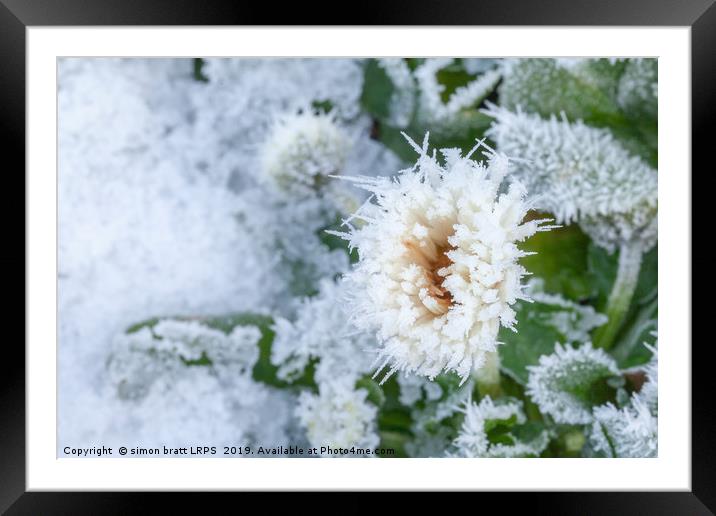 Daisy flower covered in winter ice Framed Mounted Print by Simon Bratt LRPS