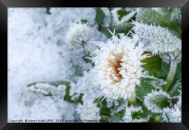 Daisy flower covered in winter ice Framed Print by Simon Bratt LRPS