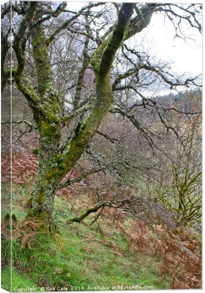 Ettrick Valley Woodland Canvas Print by Rob Cole