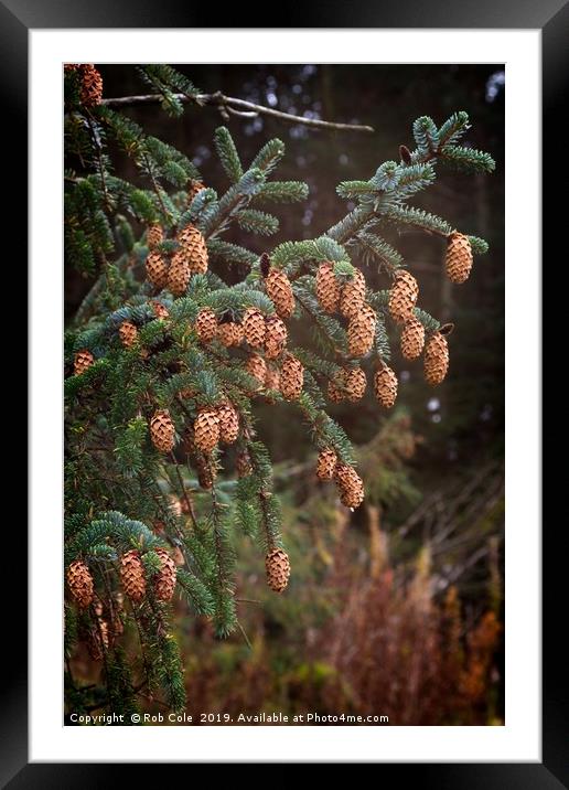 Ettrick Valley Woodland Pine Cones Framed Mounted Print by Rob Cole