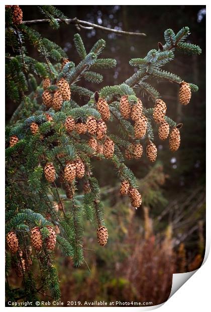 Ettrick Valley Woodland Pine Cones Print by Rob Cole