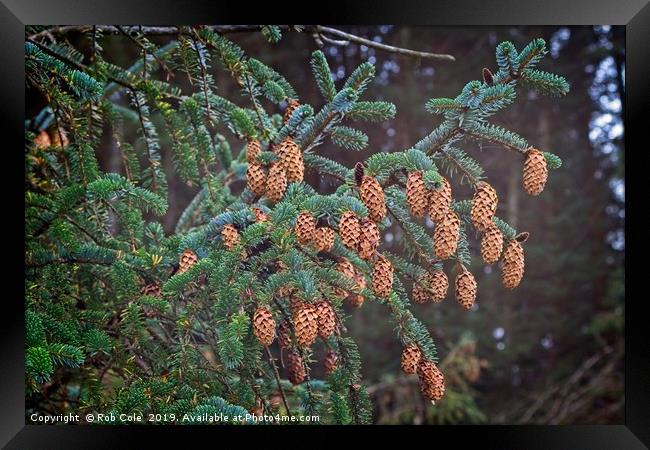 Ettrick Valley Woodland Pine Cones Framed Print by Rob Cole