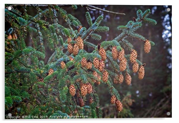 Ettrick Valley Woodland Pine Cones Acrylic by Rob Cole