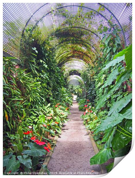 tropical arched arbour Print by Philip Openshaw