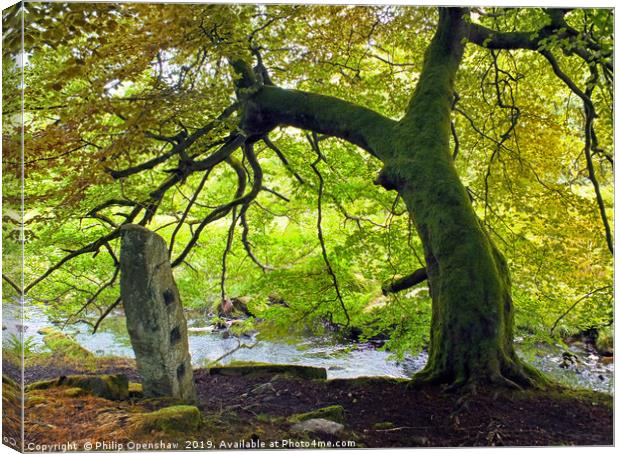 tree and stone - blake dean Canvas Print by Philip Openshaw