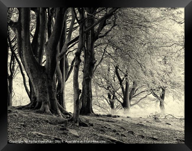 monochrome imisty beech woodland Framed Print by Philip Openshaw