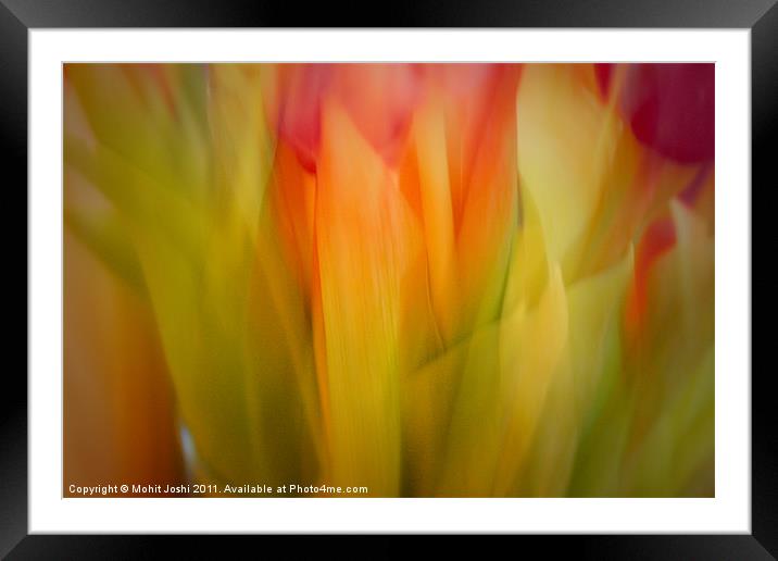 Red and Pink tulips Abstract Framed Mounted Print by Mohit Joshi