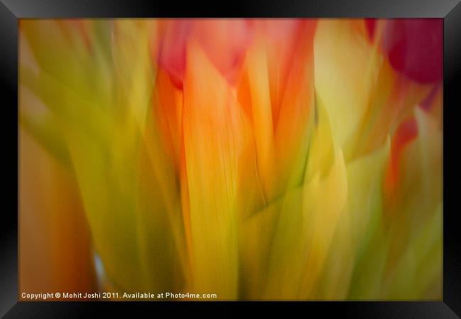 Red and Pink tulips Abstract Framed Print by Mohit Joshi