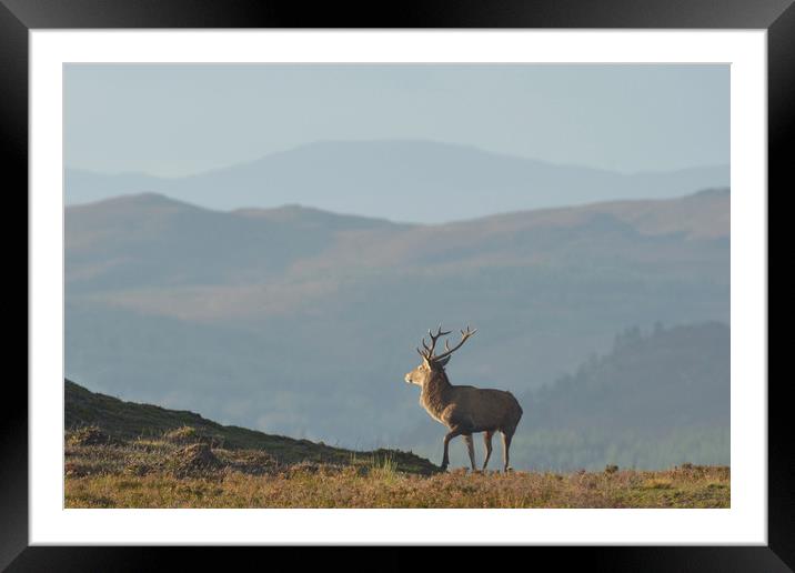 Royal Stag  Framed Mounted Print by Macrae Images
