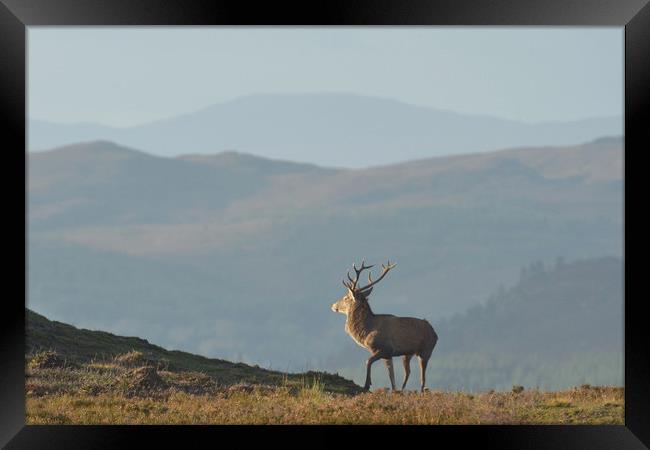 Royal Stag  Framed Print by Macrae Images