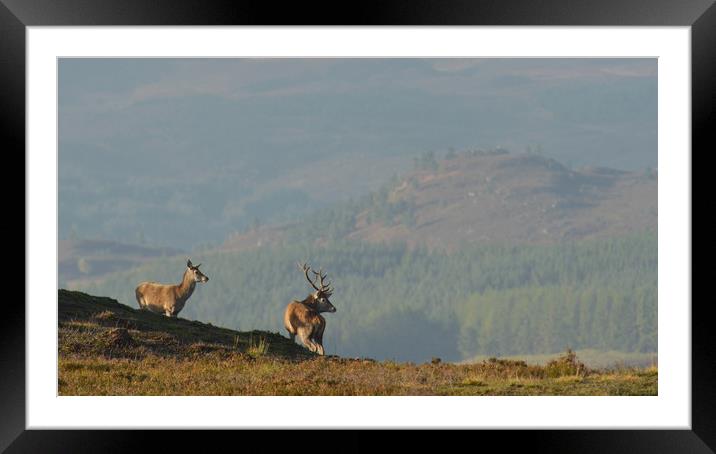 Red Deer in the Highlands Framed Mounted Print by Macrae Images