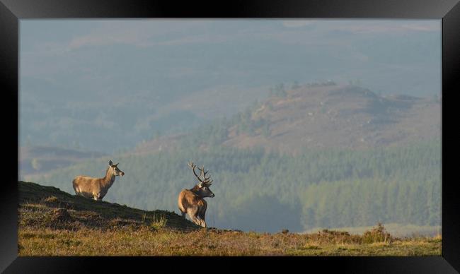 Red Deer in the Highlands Framed Print by Macrae Images