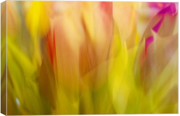 Red and Pink tulips Abstract Canvas Print by Mohit Joshi