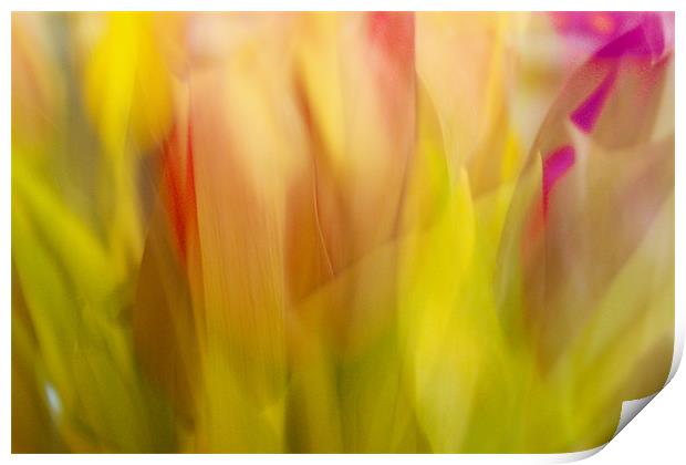 Red and Pink tulips Abstract Print by Mohit Joshi