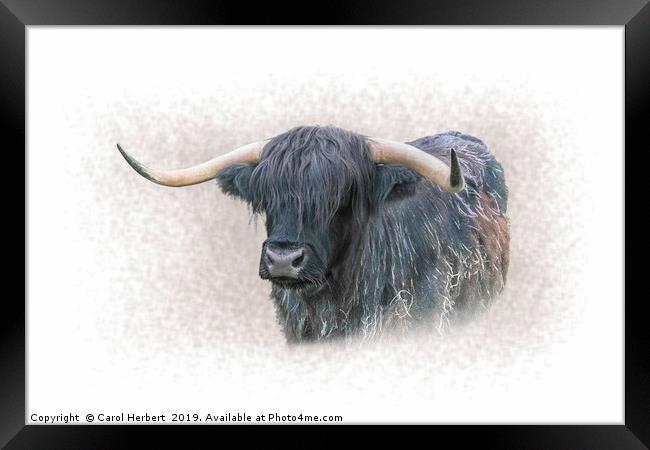 Highland Cow Framed Print by Carol Herbert