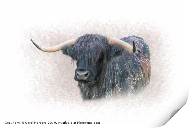 Highland Cow Print by Carol Herbert