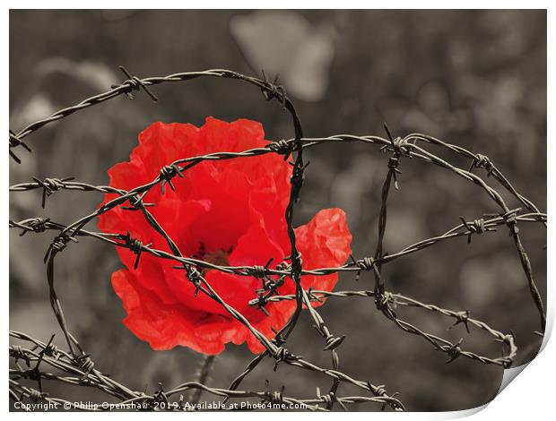 remembrance  Print by Philip Openshaw